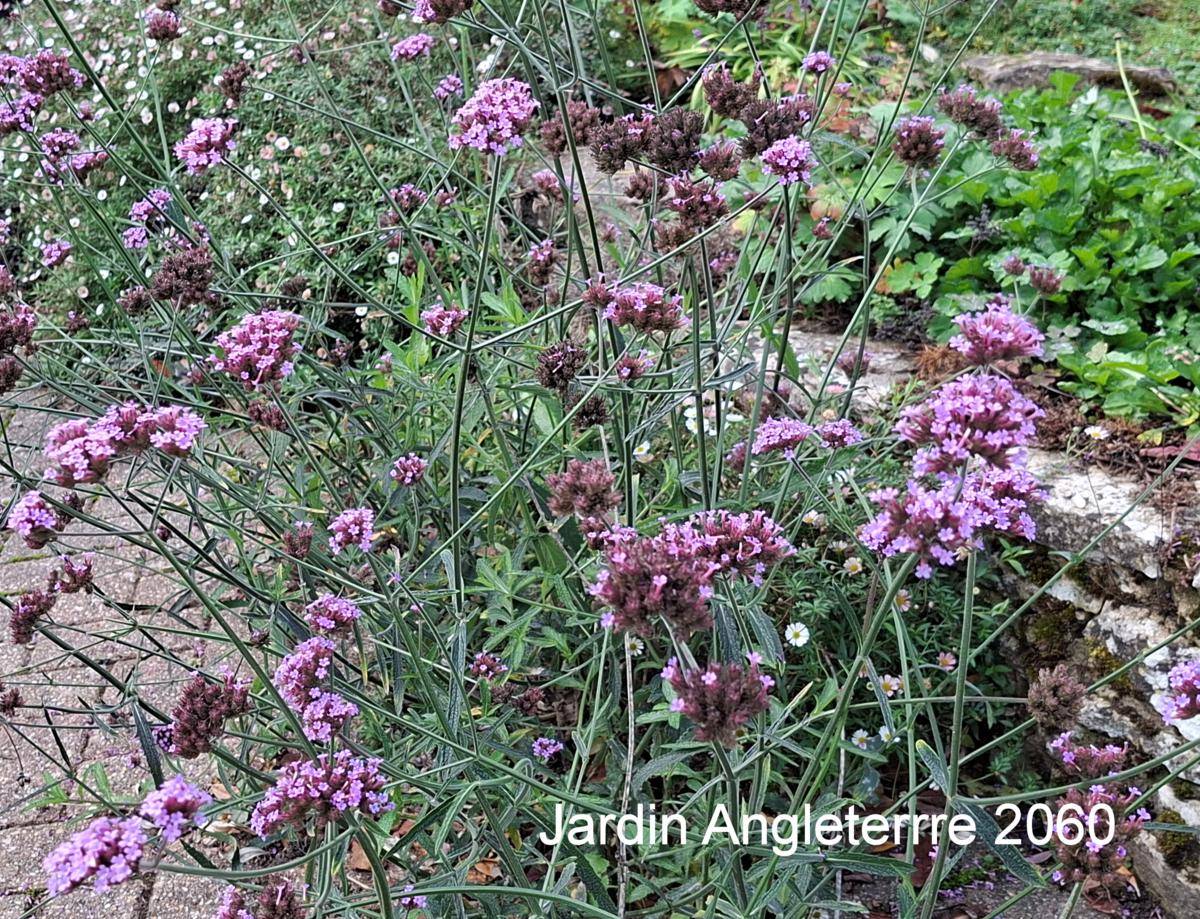 Vervain, Tall plant